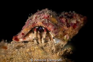 Hermit crab_January 2025
(Canon EF100,1/200,f16,iso200) by Antonio Venturelli 